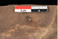 Foto (Detailansicht) von Sparganium acheronticum Unger (NHMW-GEO-2024-0188-0440)